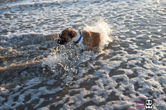 Duncan-At-The-Beach-640x426