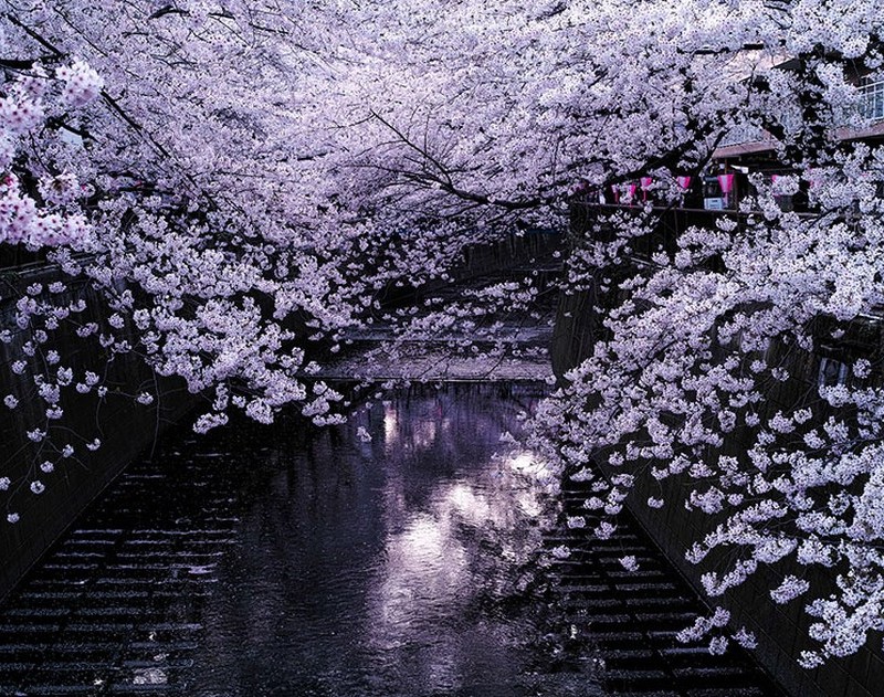 Csodálatos cseresznyevirág