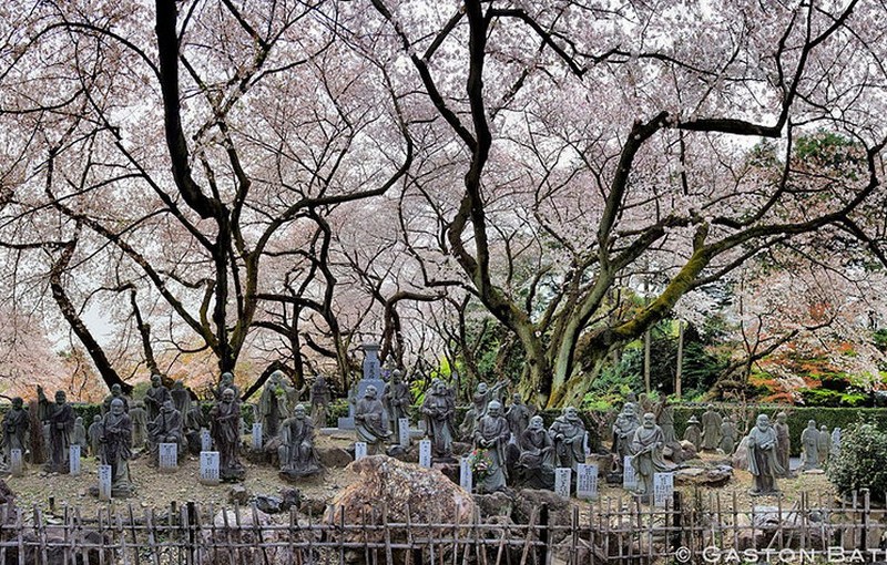 Csodálatos cseresznyevirág