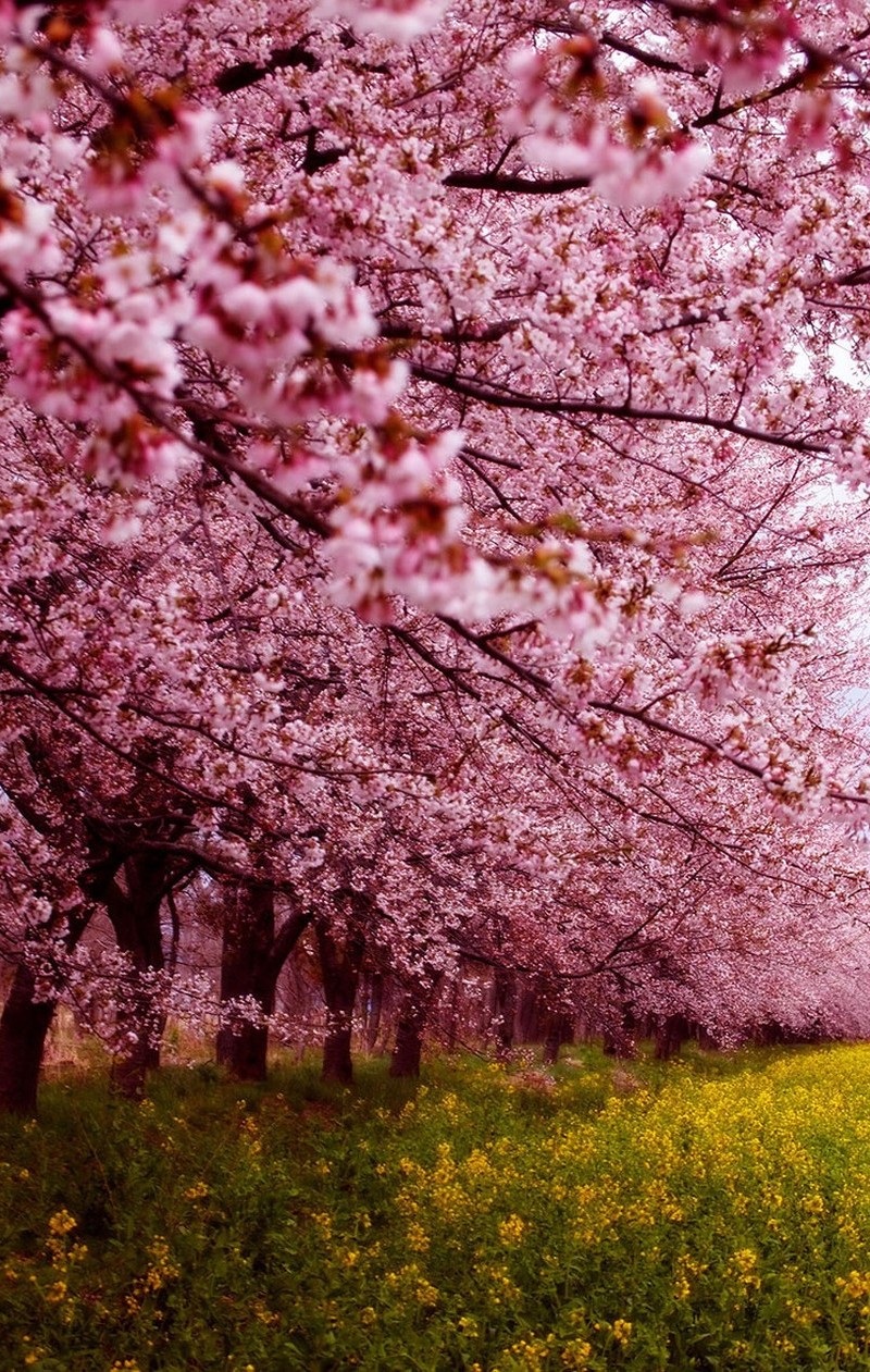 Csodálatos cseresznyevirág