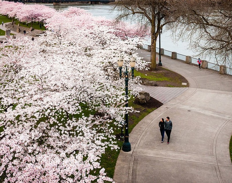 Csodálatos cseresznyevirág