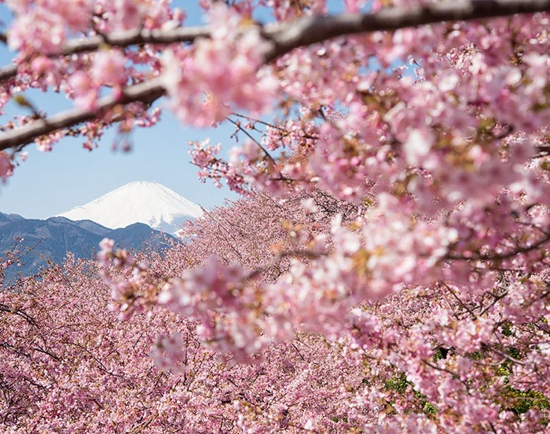 Csodálatos cseresznyevirág