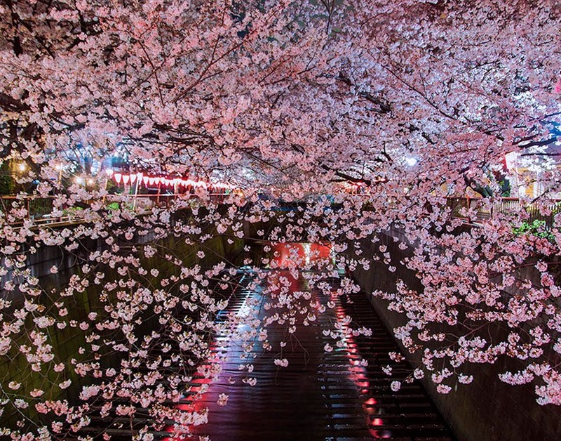 Csodálatos cseresznyevirág