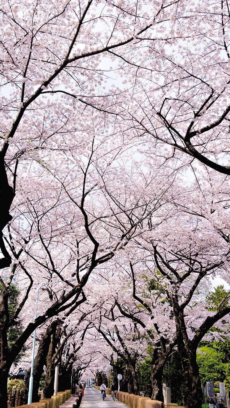 Csodálatos cseresznyevirág