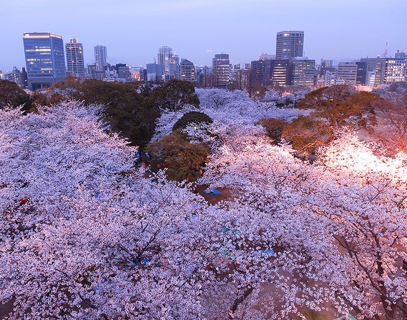 Csodálatos cseresznyevirág