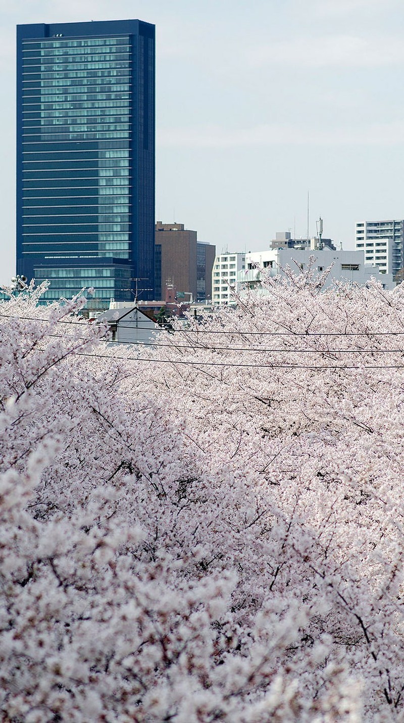 Csodálatos cseresznyevirág