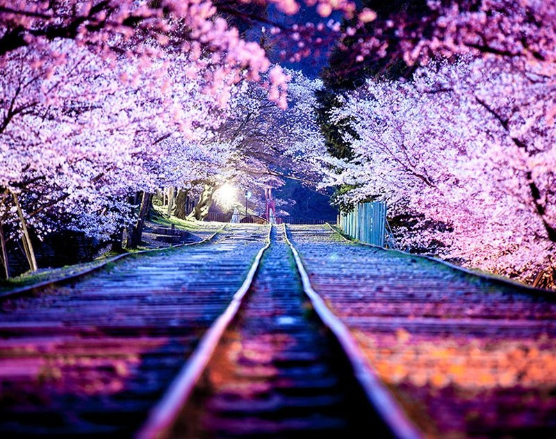 Csodálatos cseresznyevirág