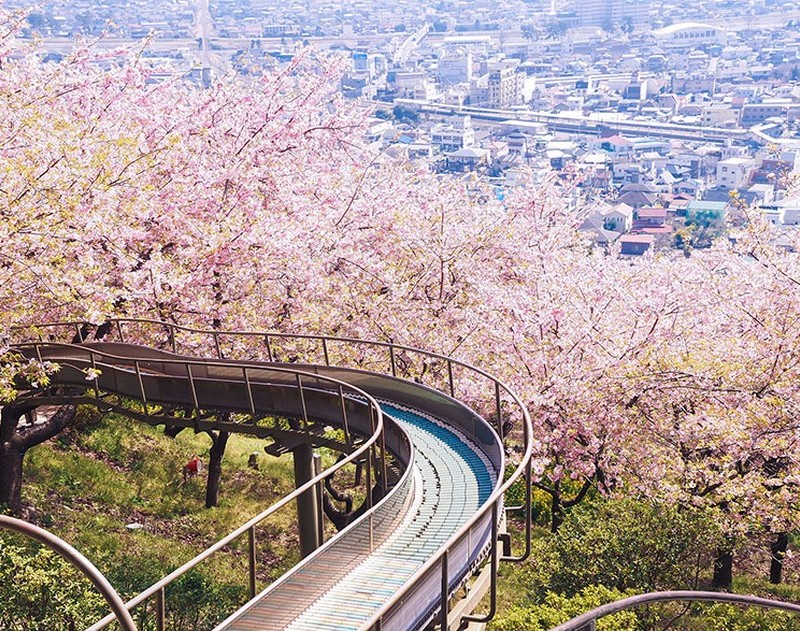 Csodálatos cseresznyevirág