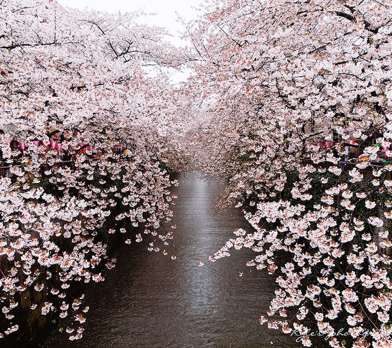 Csodálatos cseresznyevirág