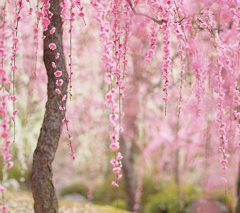 Csodálatos cseresznyevirág