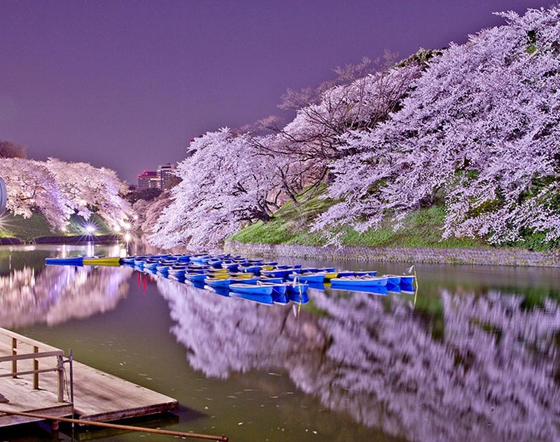 Csodálatos cseresznyevirág