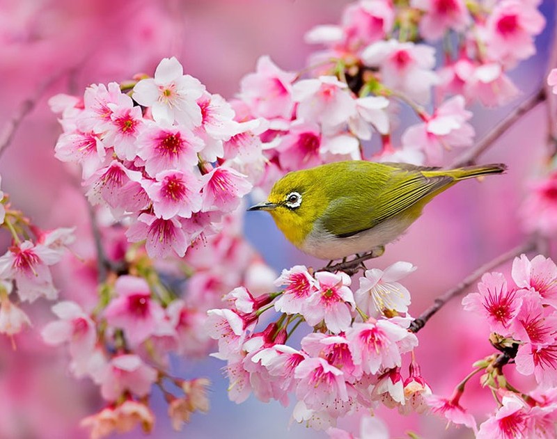 Csodálatos cseresznyevirág