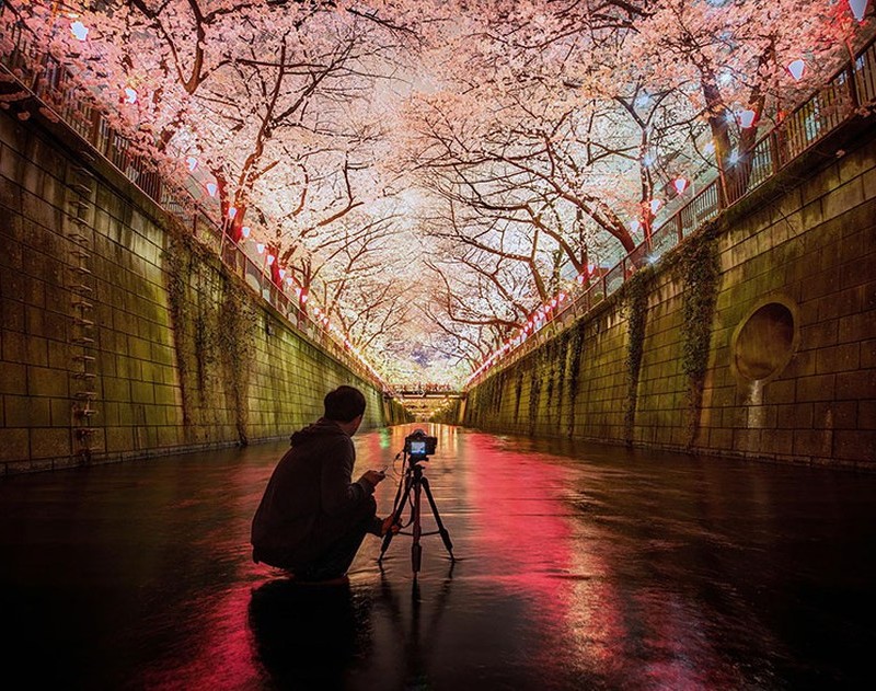 Csodálatos cseresznyevirág