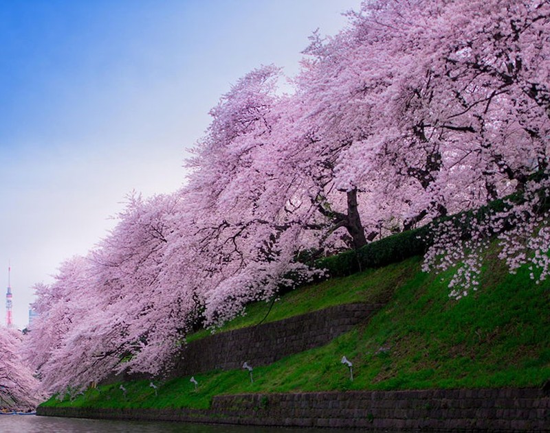 Csodálatos cseresznyevirág