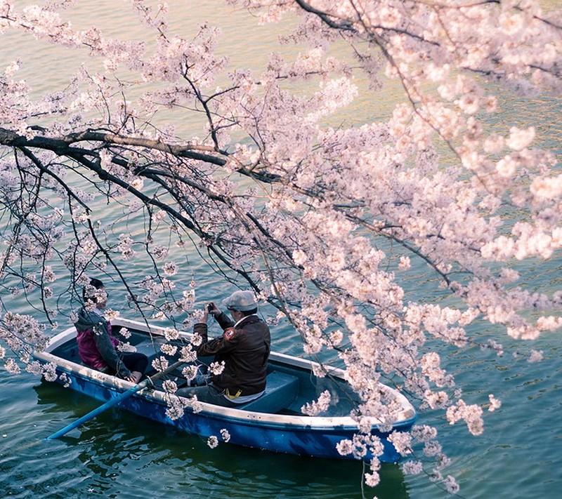 Csodálatos cseresznyevirág