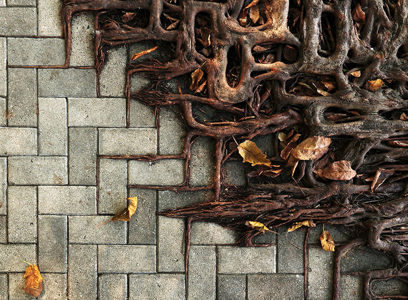 Képek, melyek bizonyítják, hogy a természet az úr