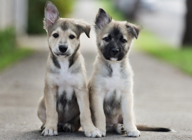 Nagyon aranyos kiskutyák, akiknek kajla a fülük