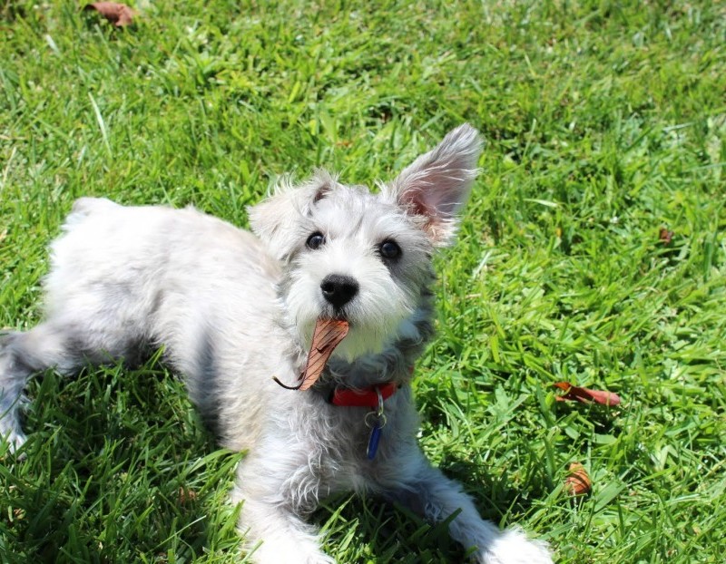 Nagyon aranyos kiskutyák, akiknek kajla a fülük