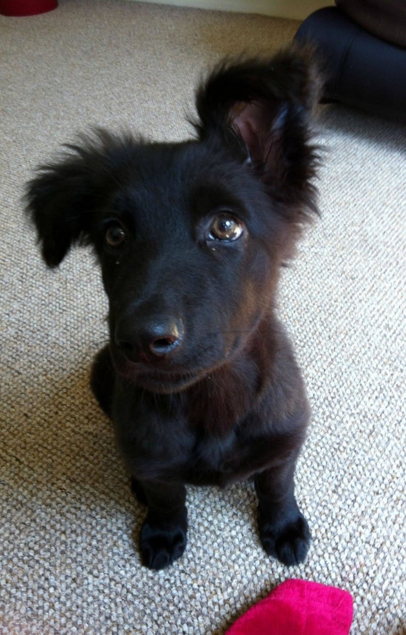 Nagyon aranyos kiskutyák, akiknek kajla a fülük