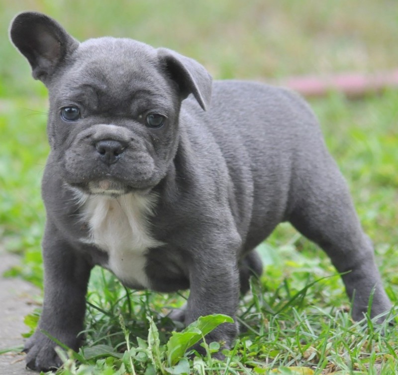 Nagyon aranyos kiskutyák, akiknek kajla a fülük