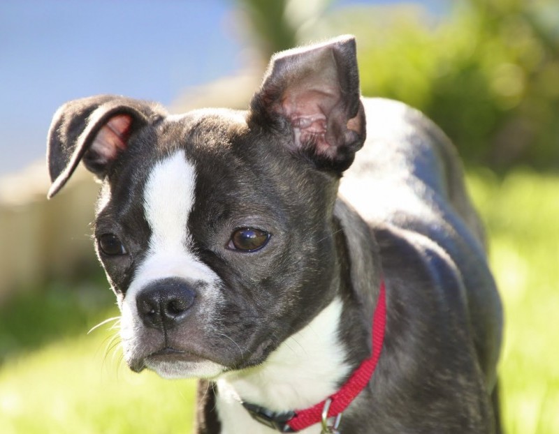 Nagyon aranyos kiskutyák, akiknek kajla a fülük