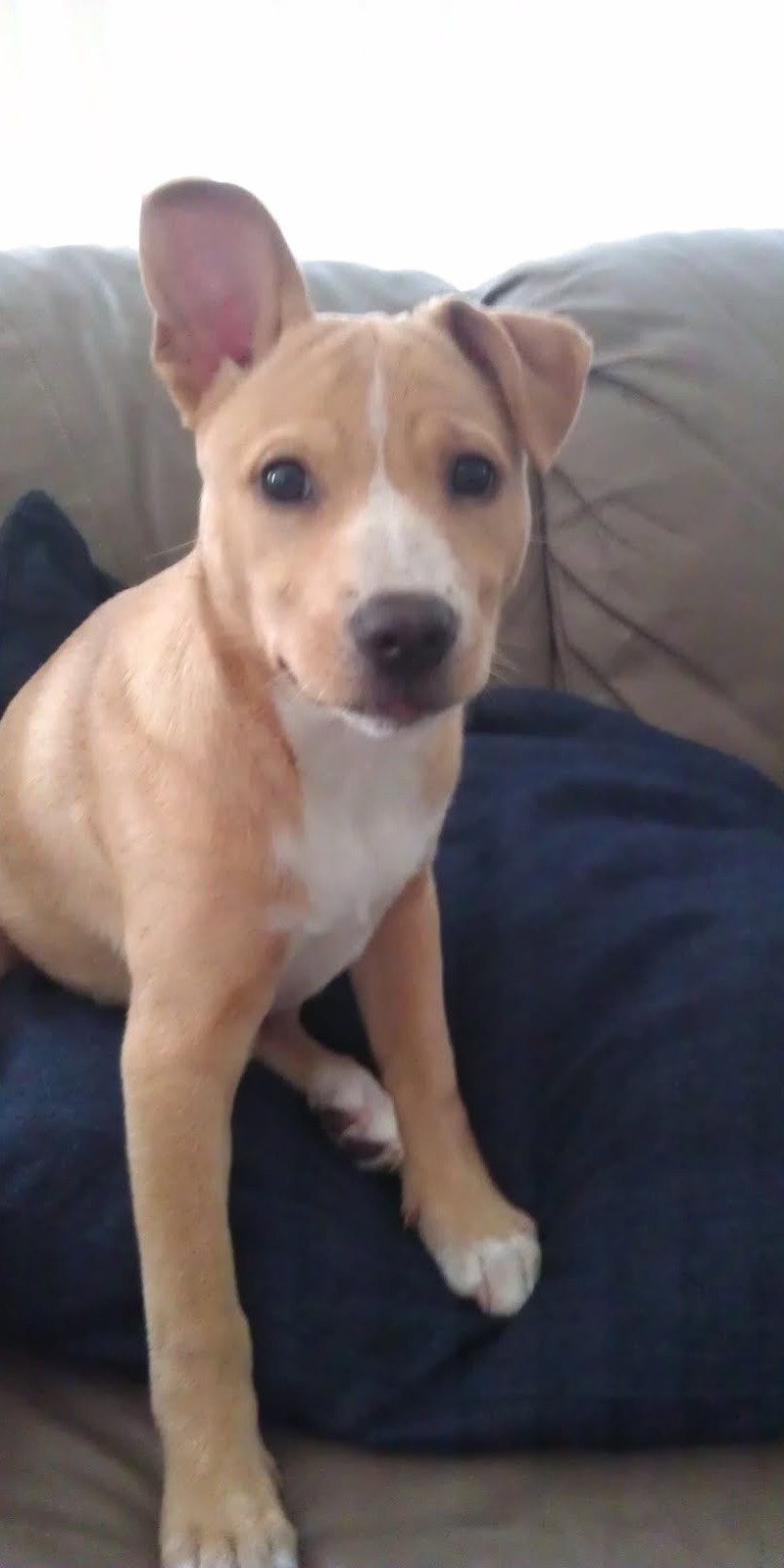 Nagyon aranyos kiskutyák, akiknek kajla a fülük