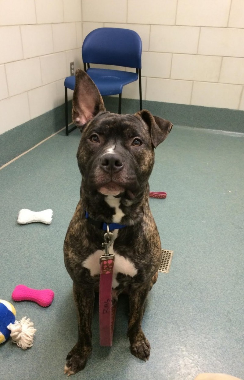 Nagyon aranyos kiskutyák, akiknek kajla a fülük