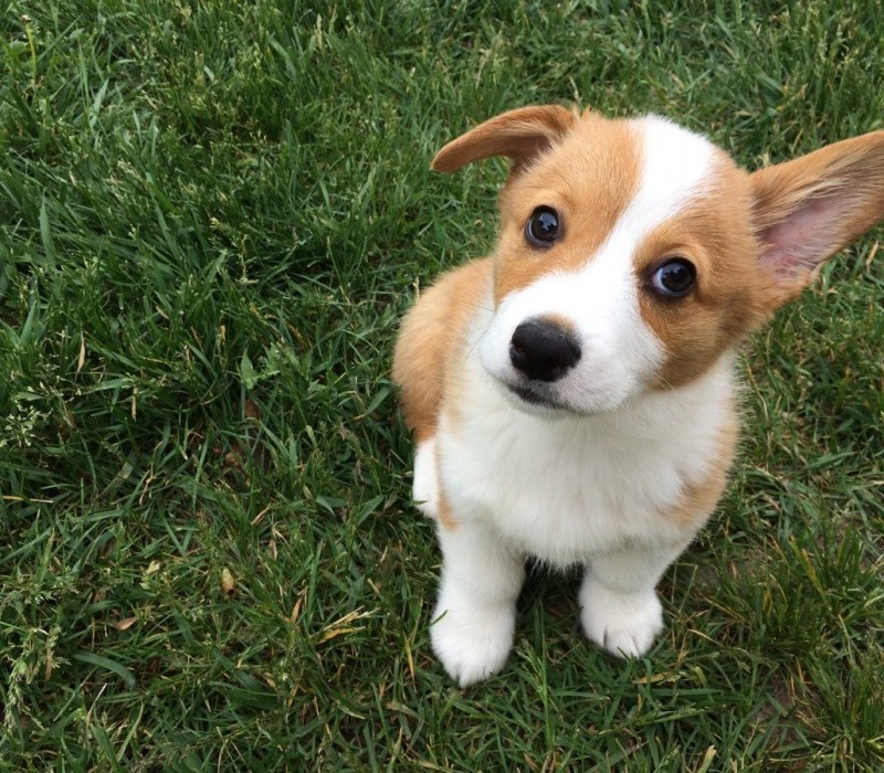 Nagyon aranyos kiskutyák, akiknek kajla a fülük