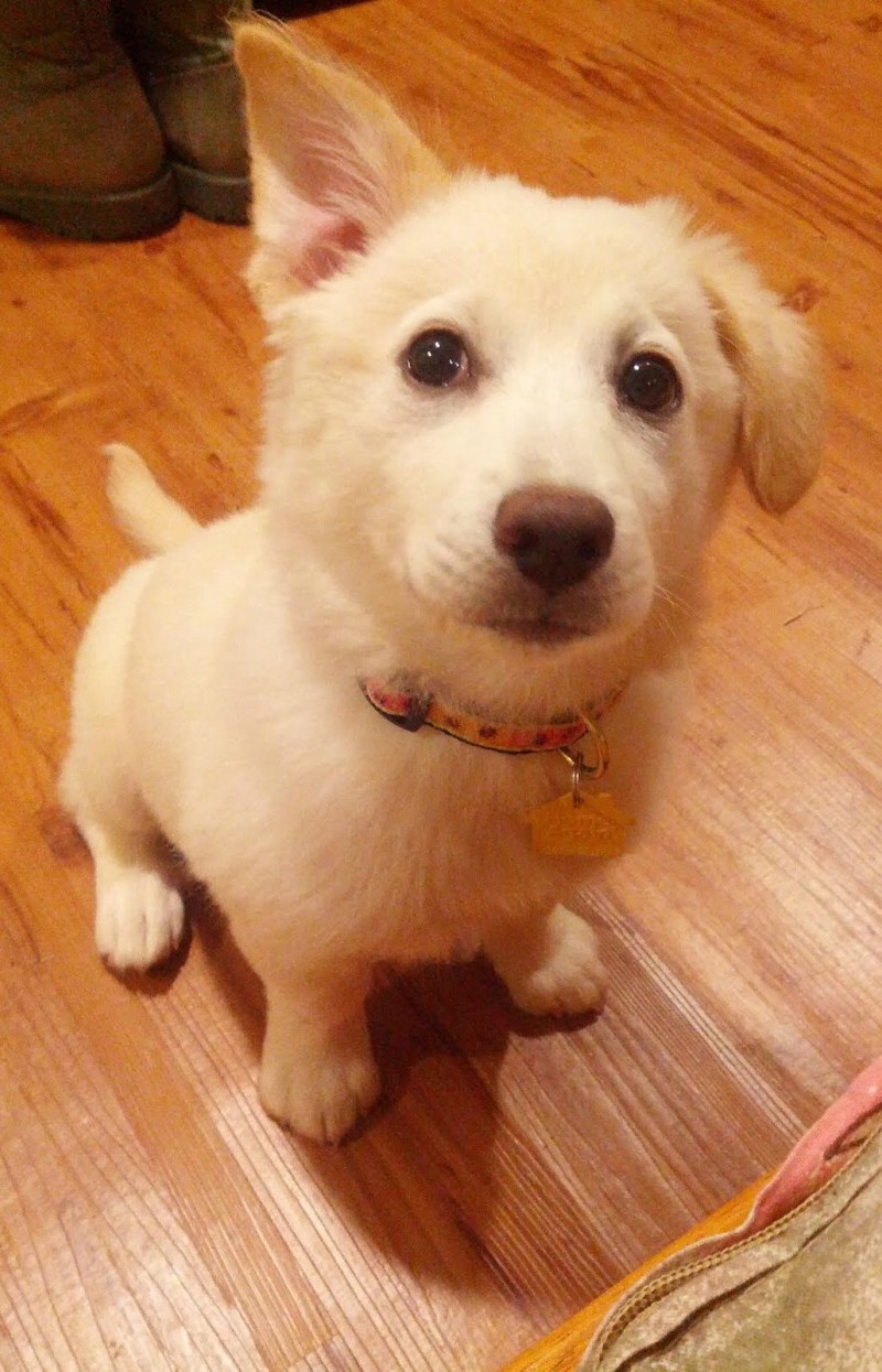 Nagyon aranyos kiskutyák, akiknek kajla a fülük