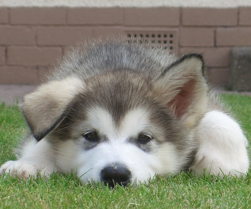 Nagyon aranyos kiskutyák, akiknek kajla a fülük