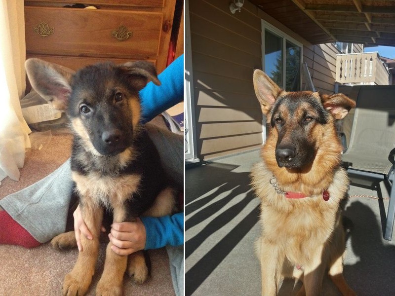 Nagyon aranyos kiskutyák, akiknek kajla a fülük