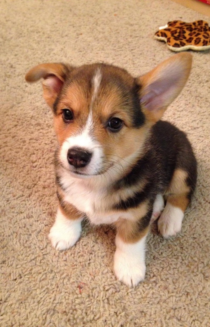 Nagyon aranyos kiskutyák, akiknek kajla a fülük