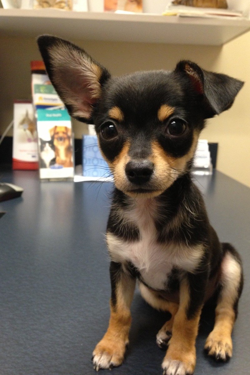 Nagyon aranyos kiskutyák, akiknek kajla a fülük