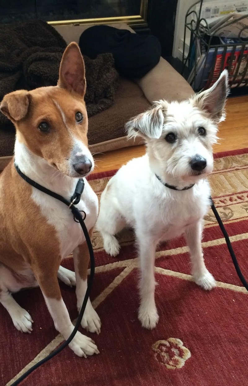 Nagyon aranyos kiskutyák, akiknek kajla a fülük