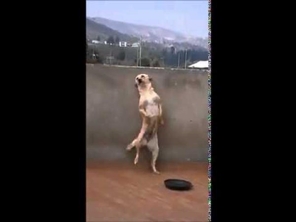 Kihagyhatatlan: Táncoló kutya, az abszolút favorit – Csirip.hu